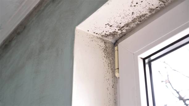 Best Same-Day Mold Removal  in Comstock Northwest, MI