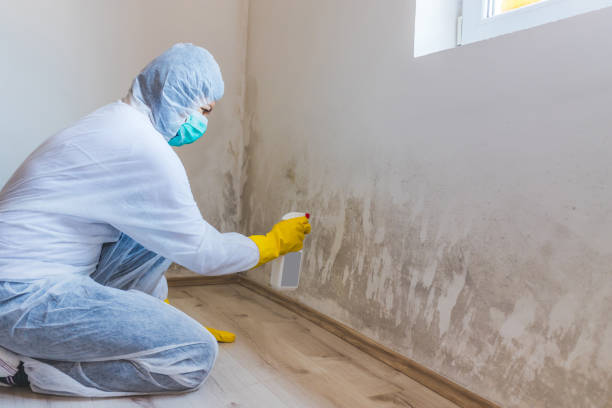 Best Mold Testing  in Comstock Northwest, MI
