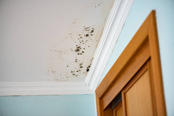 Comstock Northwest, MI Mold Removal Company