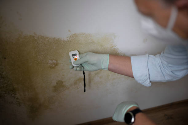 Best Mold Damage Repair  in Comstock Northwest, MI
