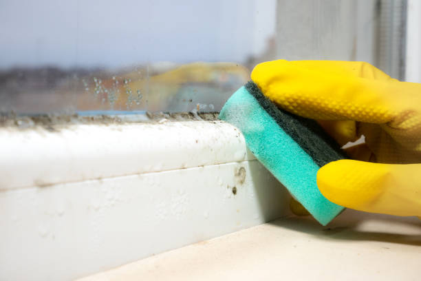 Best Mold Testing  in Comstock Northwest, MI