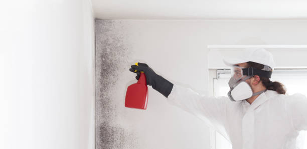 Best Mold Cleaning Services  in Comstock Northwest, MI