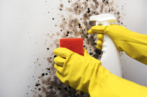 Best Fast Mold Removal  in Comstock Northwest, MI